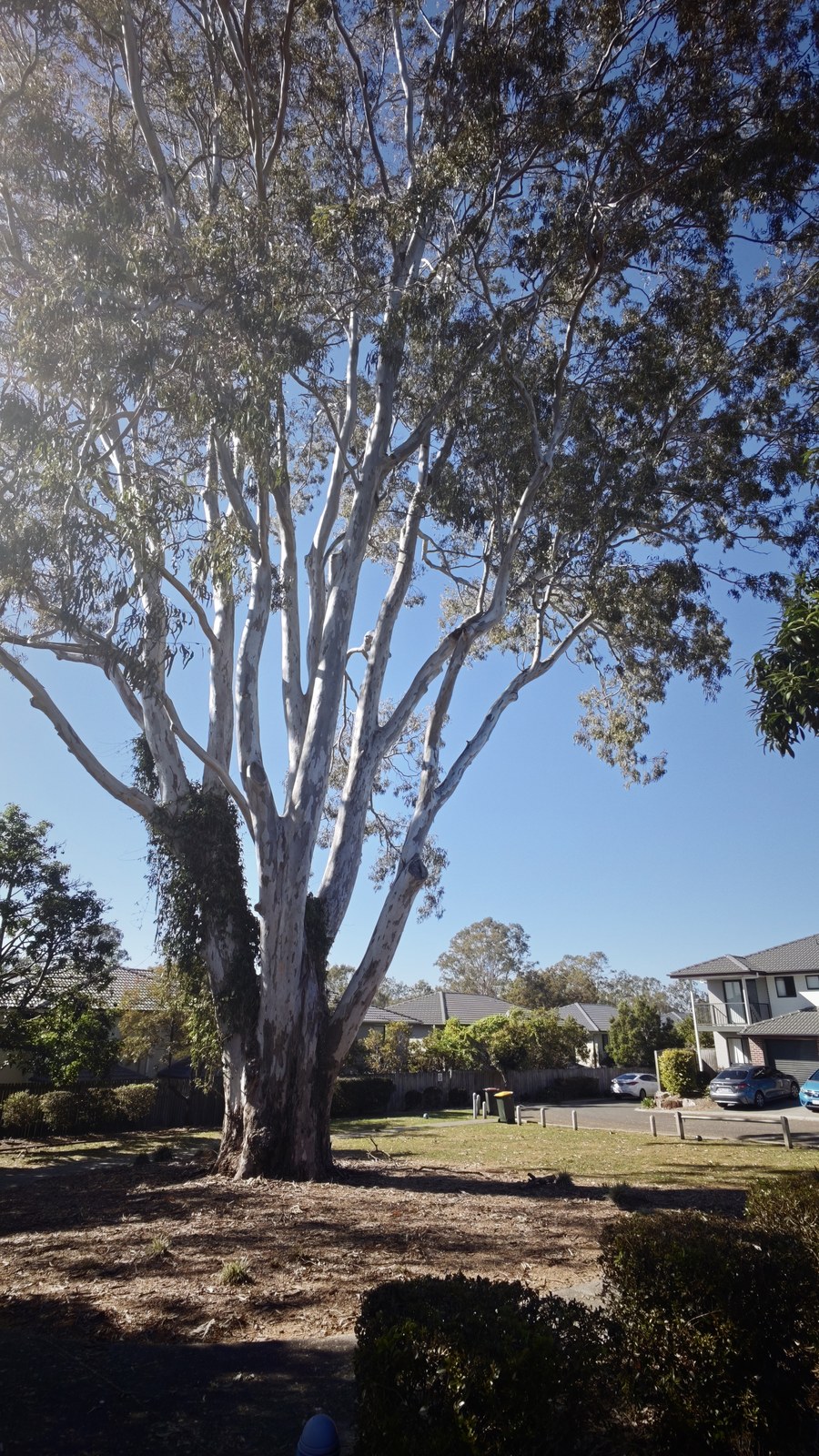 Mature gum tree in Greens Bay Park